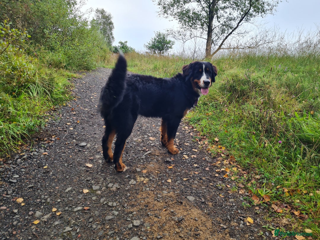 Bernese Mountain Dog dogs for sale: 10 months old BMD girl - Image 7