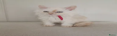 Red collar boy
