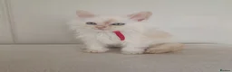 Maine Coon cats for sale: Stunning Maine Coon Kittens Ready Now ✨😻 in Poole - Advert 9