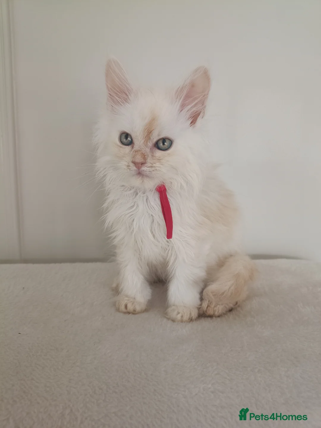 Maine Coon cats for sale: Stunning Maine Coon Kittens Ready Now ✨😻 in Poole - Advert 9