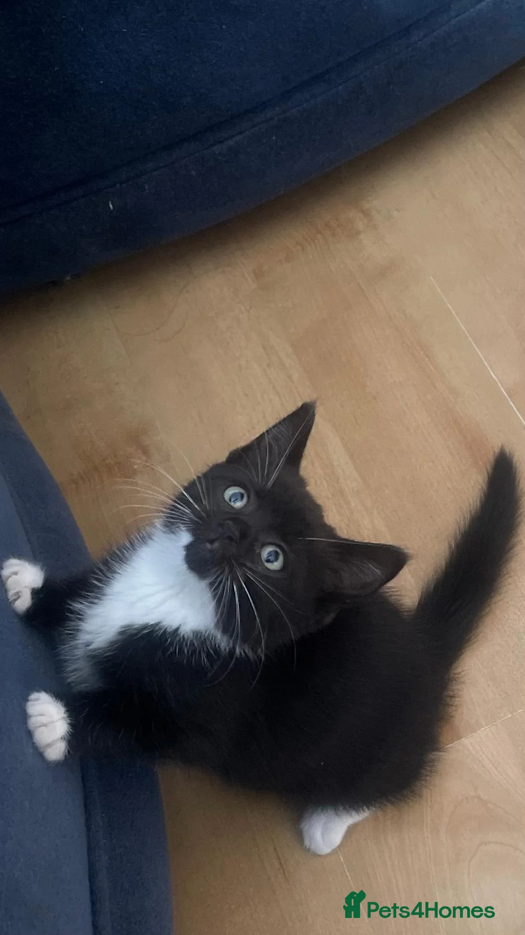 Mixed Breed cats for sale: 1 Beautiful Female Kitten Left  - Advert 2