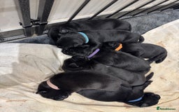 Mixed Breed dogs for sale: Belgian mal x Black lab - Image 3