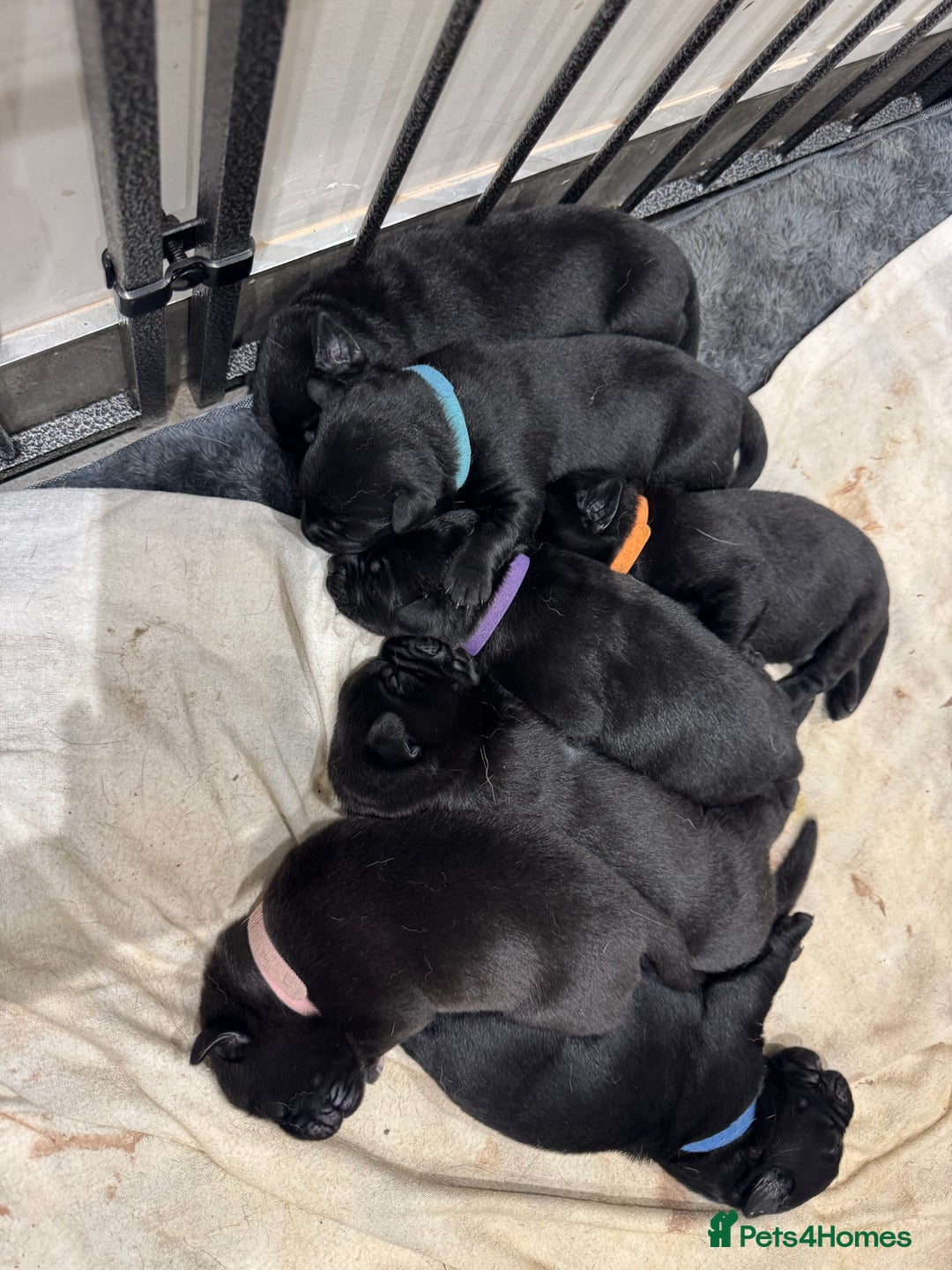 Mixed Breed dogs for sale: Belgian mal x Black lab - Image 3