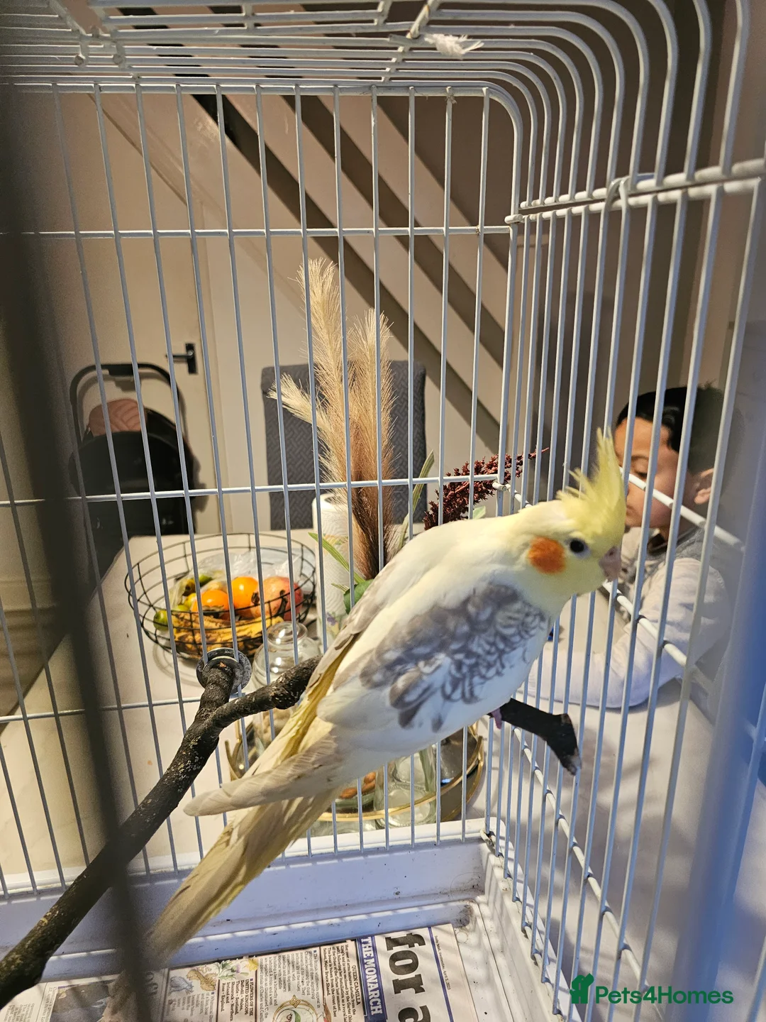 Cockatiels birds for sale: Cockatiel - Advert 6