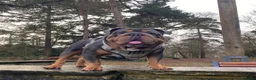 English Bulldog dogs for sale: KC REGISTERED BULLDOG PUPPIES READY NOW  in Carshalton - Advert 11
