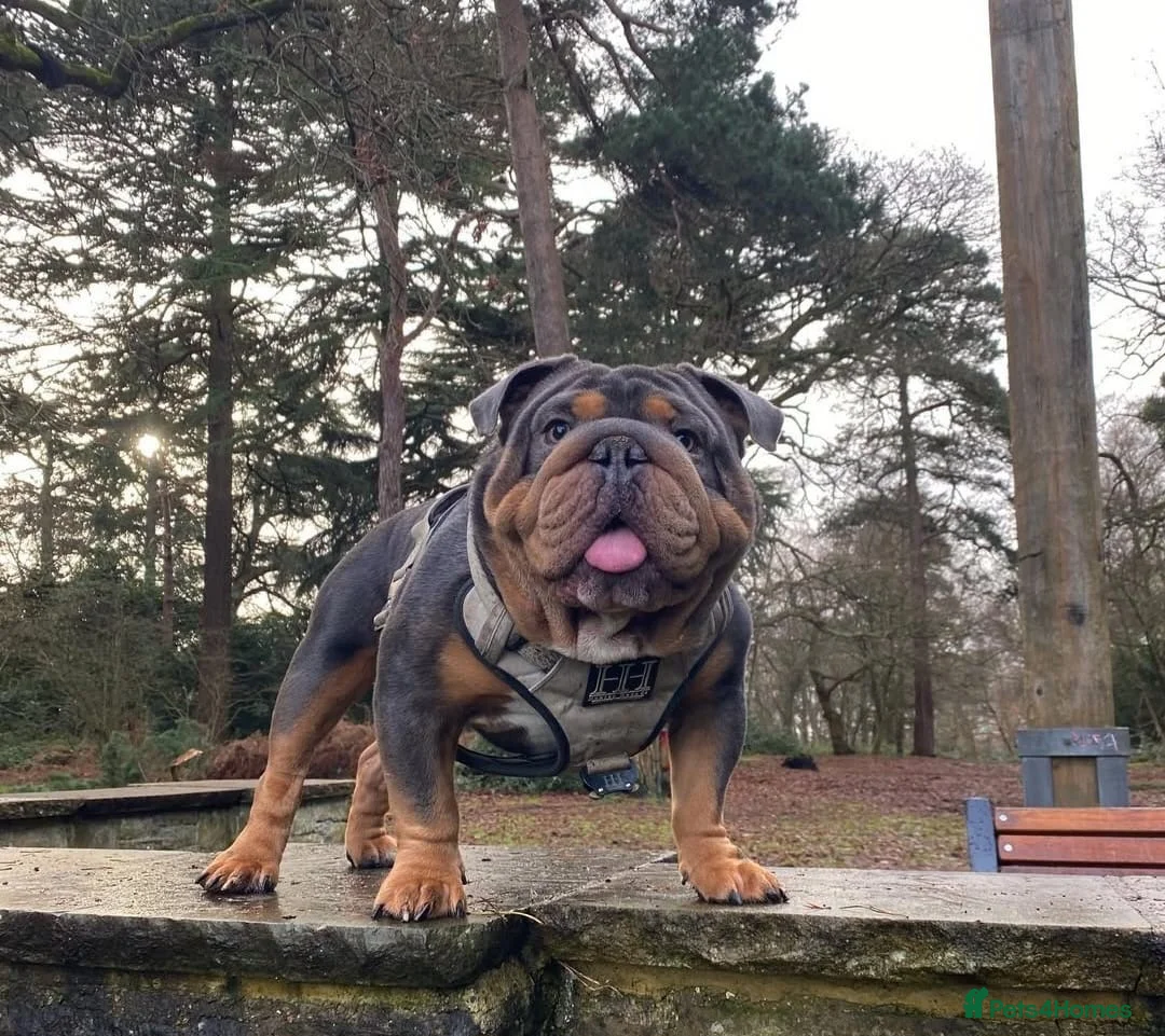 English Bulldog dogs for sale: KC REGISTERED BULLDOG PUPPIES READY NOW  in Carshalton - Advert 11
