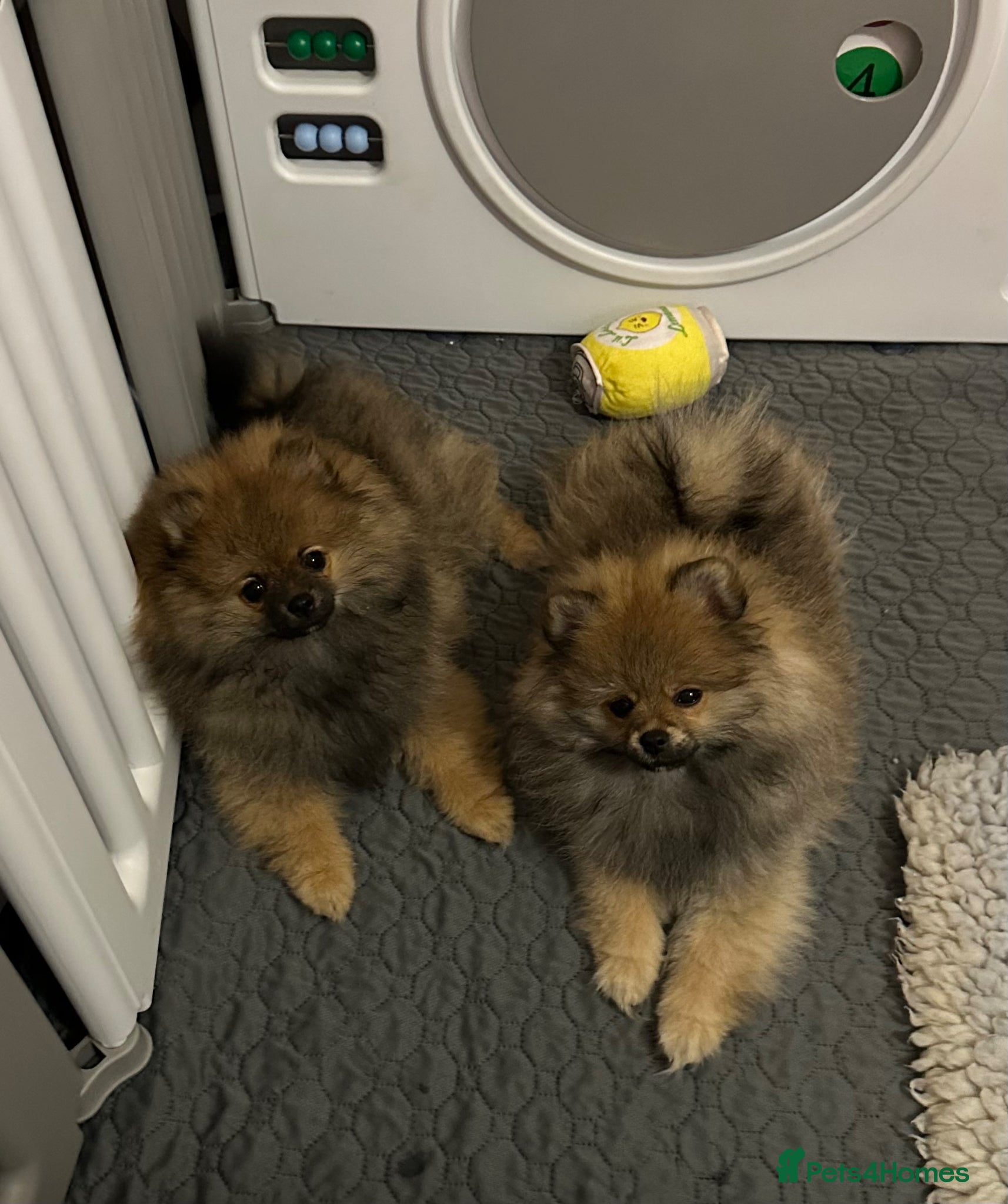 Pomeranian dogs ❤️ READY NOW! Stunning Pomeranian puppies 🐶❤️ - Advert 5