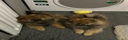 Pomeranian dogs for sale: ❤️ READY NOW! Stunning Pomeranian puppies 🐶❤️ - Advert 10