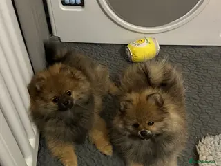 Pomeranian dogs ❤️ READY NOW! Stunning Pomeranian puppies 🐶❤️ - Advert 5