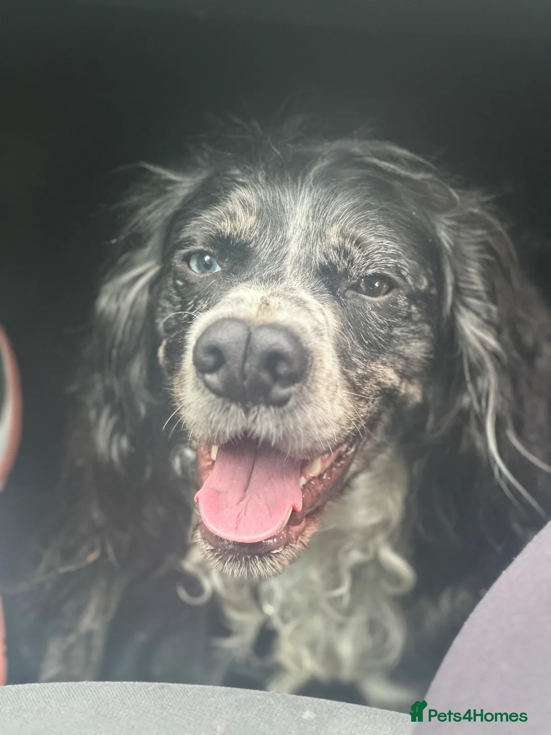 Cocker Spaniel dogs for sale: Murial Worker Cocker in Worcester - Advert 2