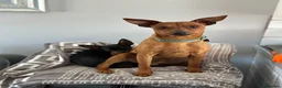 Miniature Pinscher dogs for sale: Beautiful Miniature Pinscher Puppies 2M 1F - Advert 6