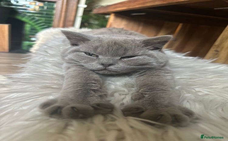 British Shorthair cats - Advert 7