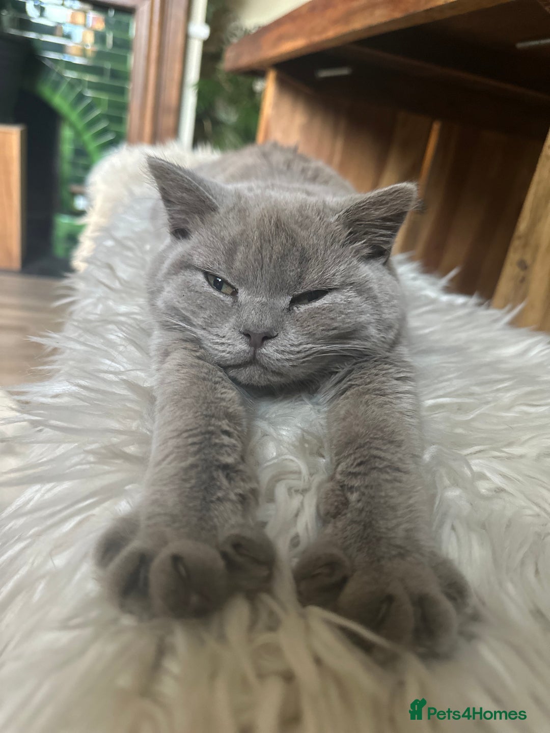 British Shorthair cats for sale: Beautiful lilac British shorthair male  - Image 1