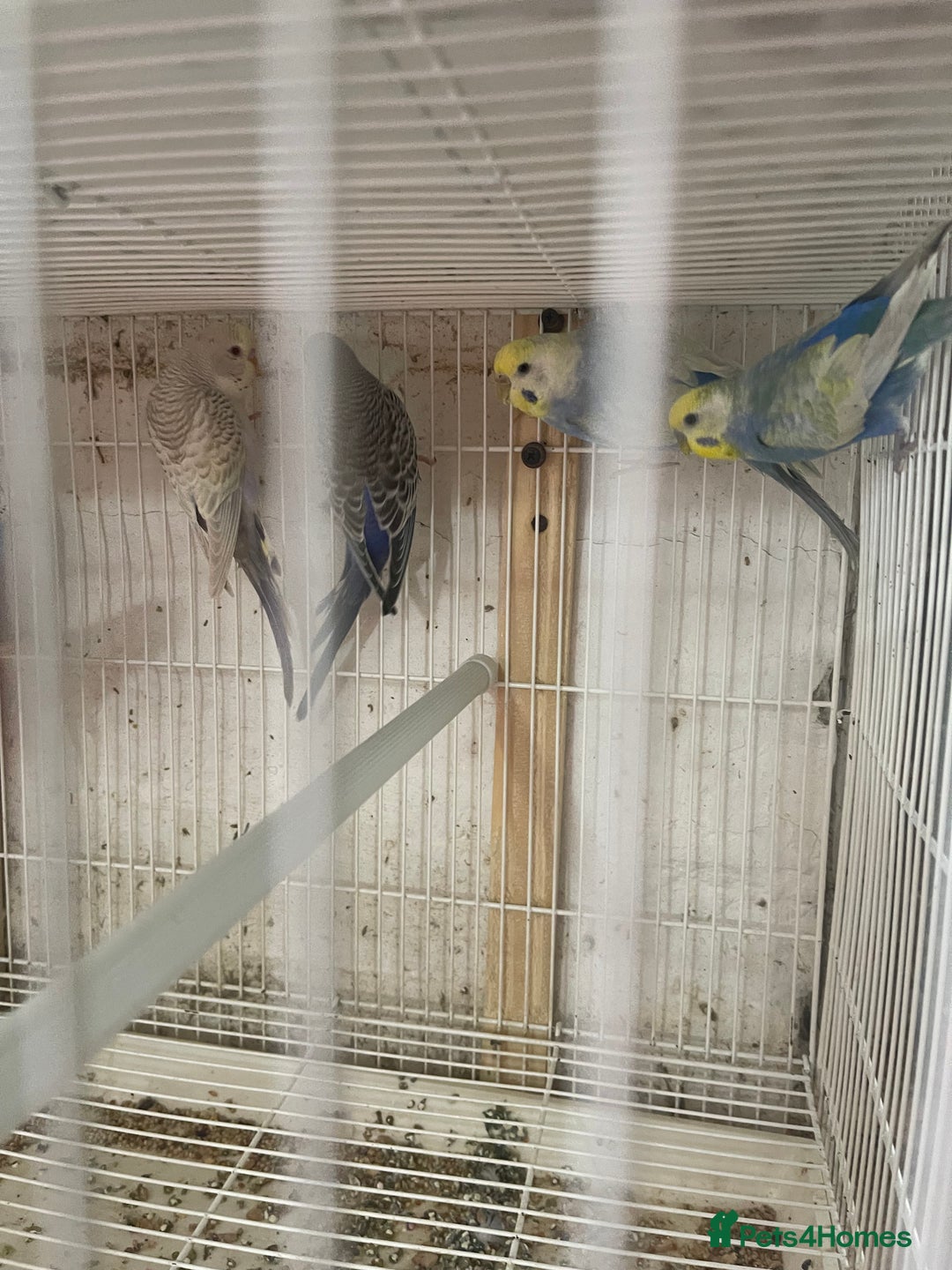 Lorikeets birds for sale: Budgies  - Advert 4