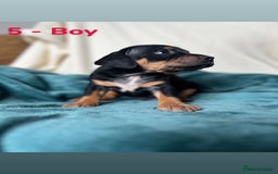 Mixed Breed dogs for sale: Old Tyme English Bulldog x Sproodle Puppies - Image 5