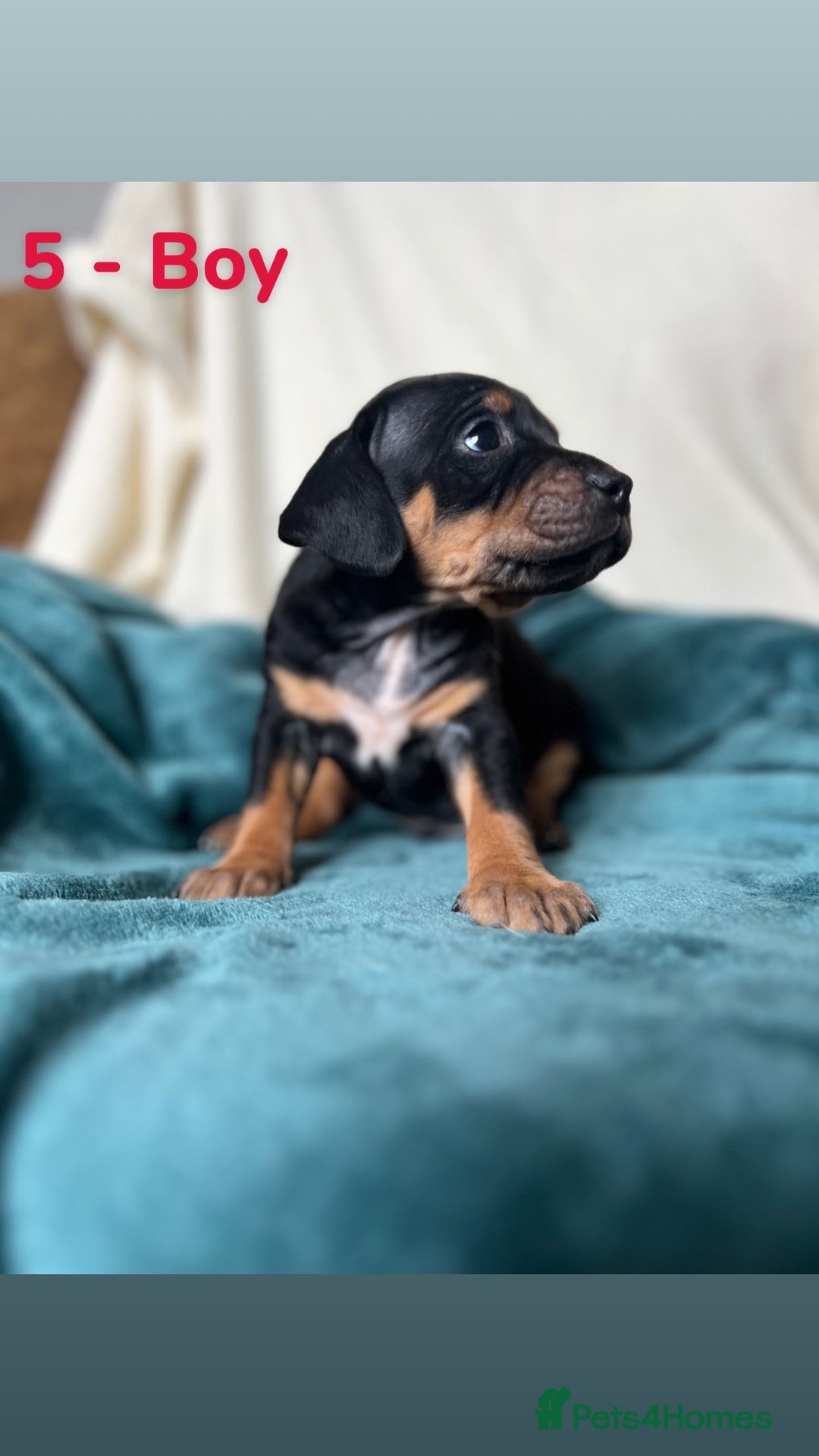 Mixed Breed dogs for sale: Old Tyme English Bulldog x Sproodle Puppies - Image 5
