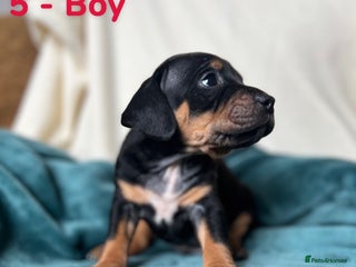 Mixed Breed dogs - Advert 24