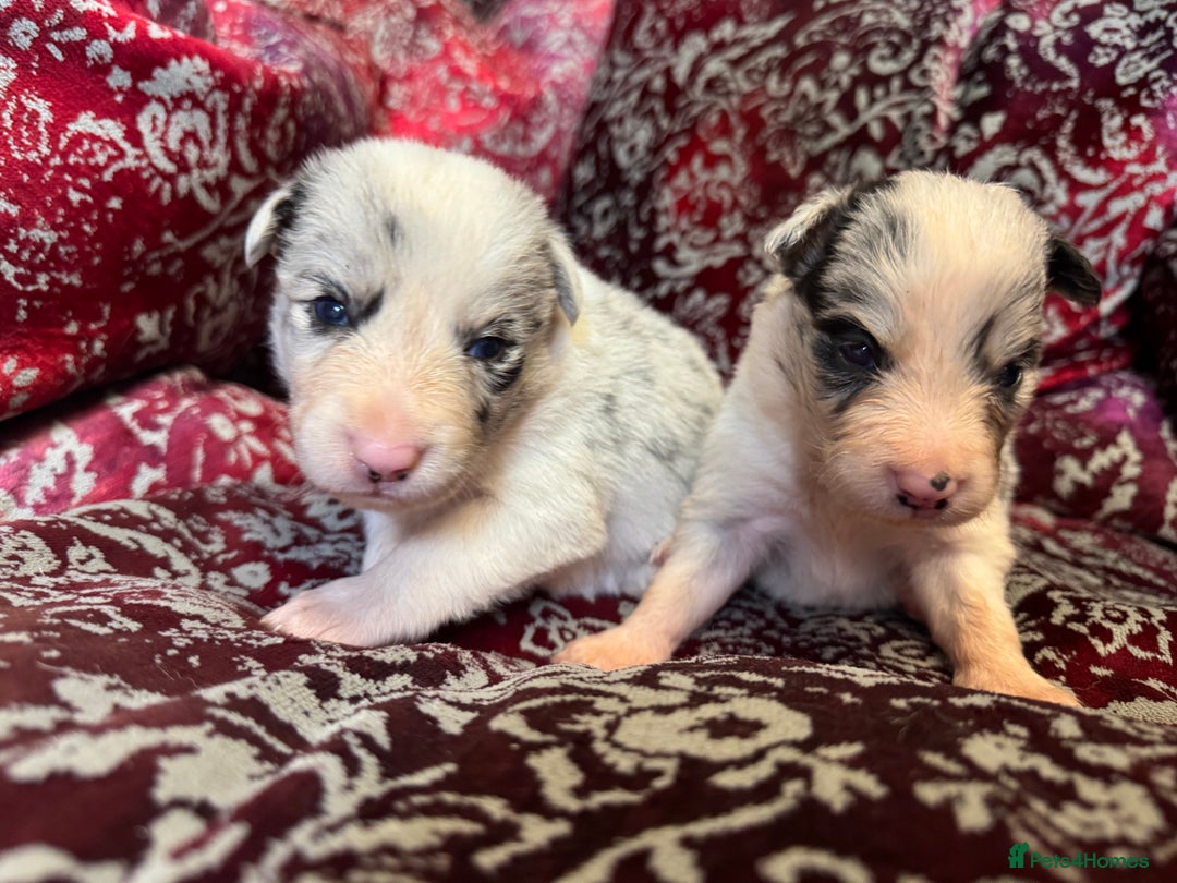 Border Collie dogs for sale: Pure Bred Border Collie Puppies 4 Sale -KC Pending - Image 1