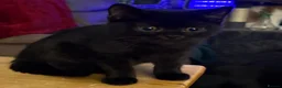 British Shorthair cats for sale: Two Beautiful BSH Black Boy Kittens-Ready now! - Advert 12