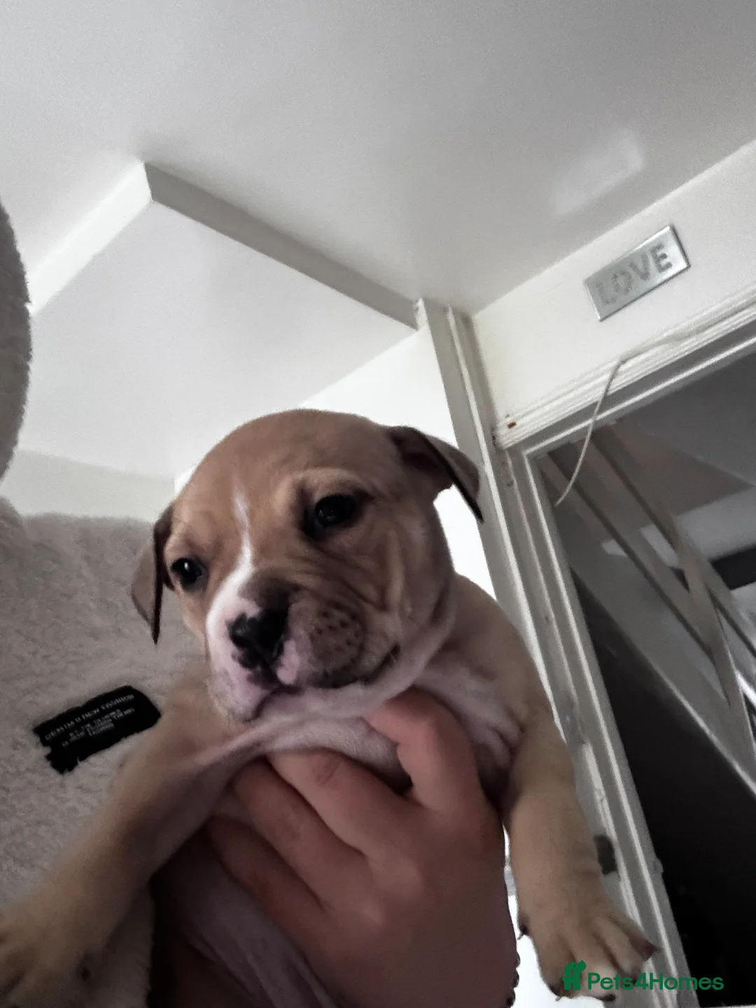 American Bully dogs for sale: Pocket bully pups ready for they forever home  - Advert 10