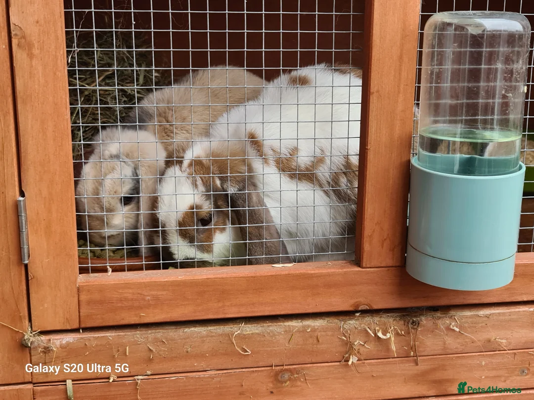 Mini Lop rabbits for sale: 3 Mini Lop Rabbits plus hutch - Advert 1