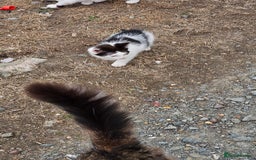 Domestic Shorthair cats for sale: 2 Black and White male kittens  - Image 17