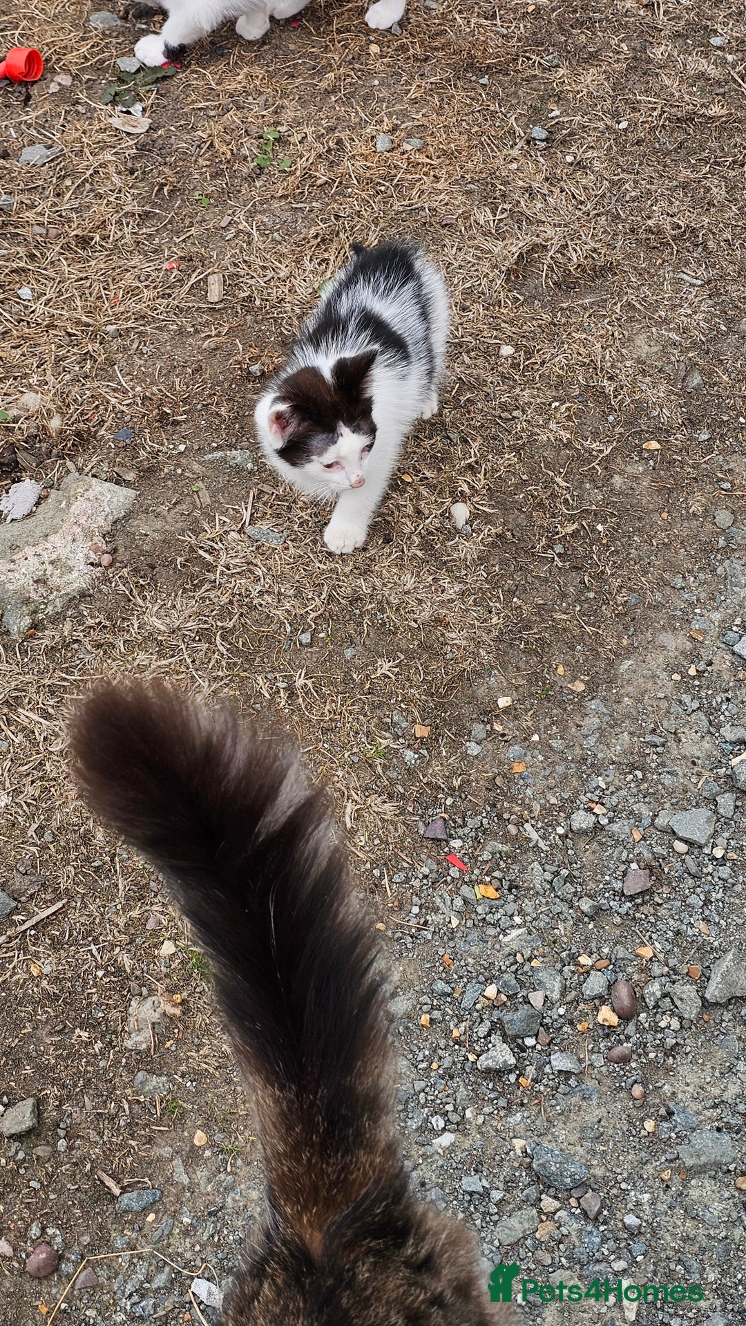 Domestic Shorthair cats for sale: 2 Black and White male kittens  - Image 17