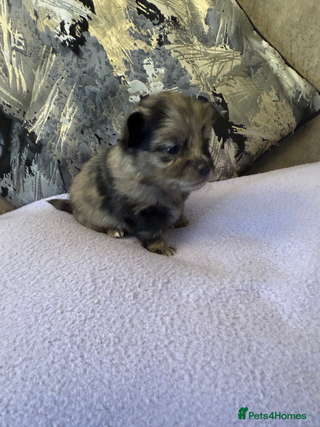 Pomchi dogs for sale: 3/4 Pomeranian  - Image 2
