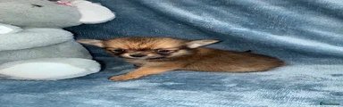 Pomeranian 1