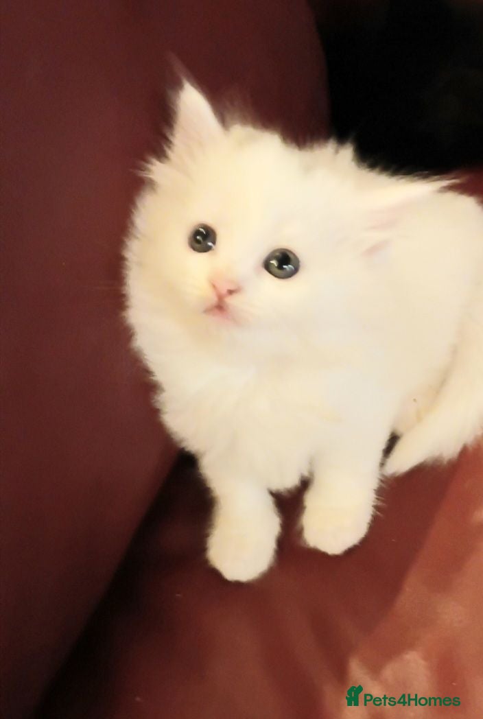 British Shorthair cats 4 super cute fluffy kittens  - Advert 2