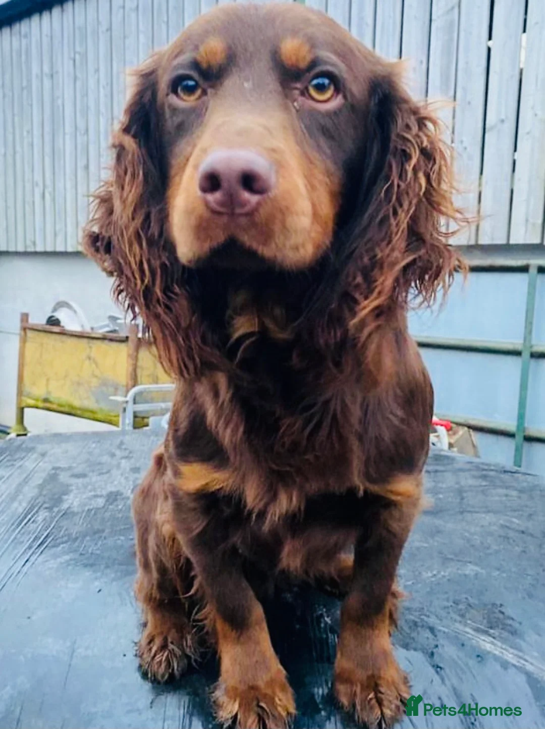 Cocker Spaniel dogs for stud: kc reg health tested working cockers - Advert 7