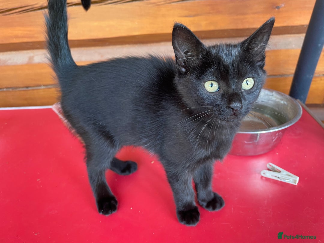 Mixed Breed cats for sale: Ready for forever homes NOW - Image 25