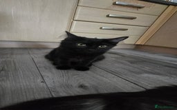 Maine Coon cats for sale: Amazing tortie Mainecoons - Image 29
