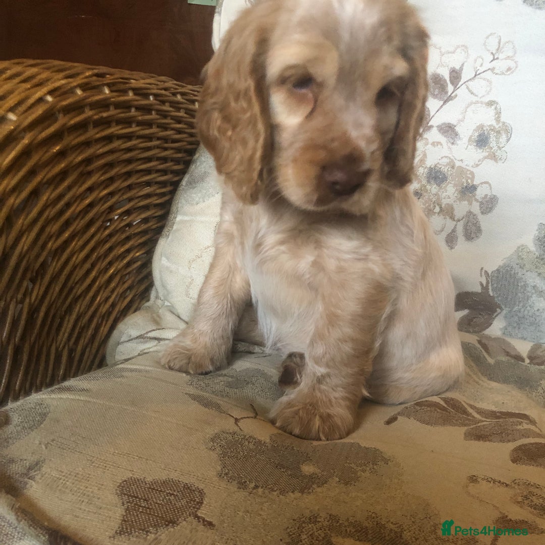 Cocker Spaniel dogs for sale: 4 stunning cocker spaniel puppies  - Image 10
