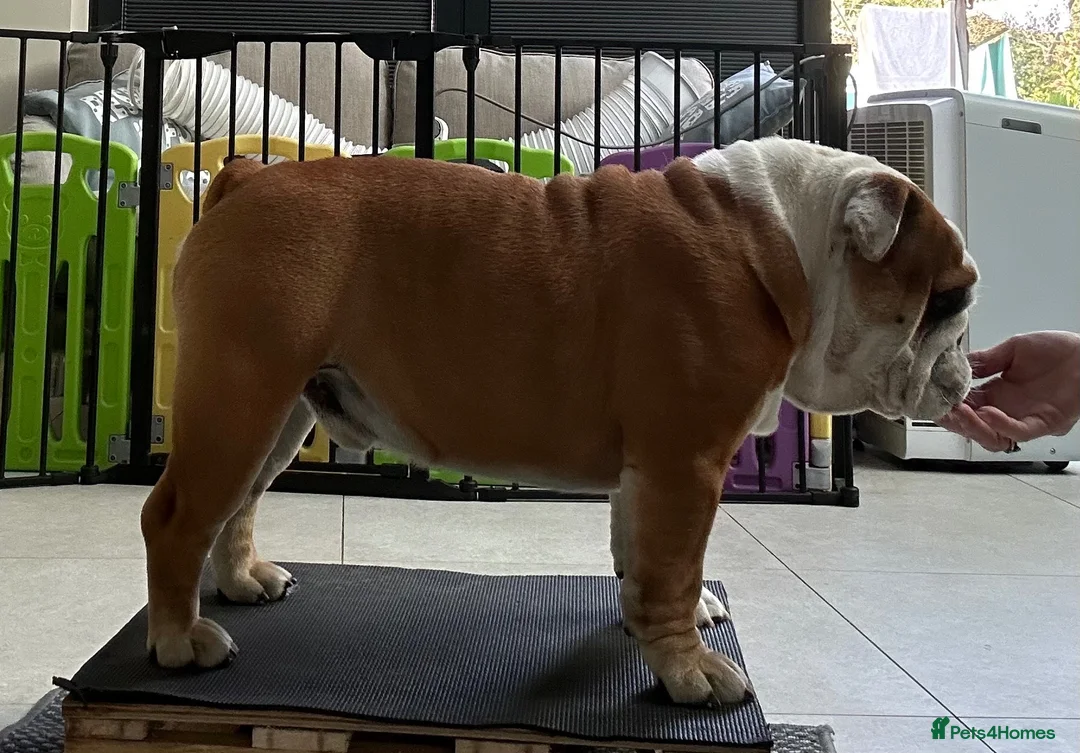 English Bulldog dogs for sale: 16month fabulous standard bulldog, male - Advert 2