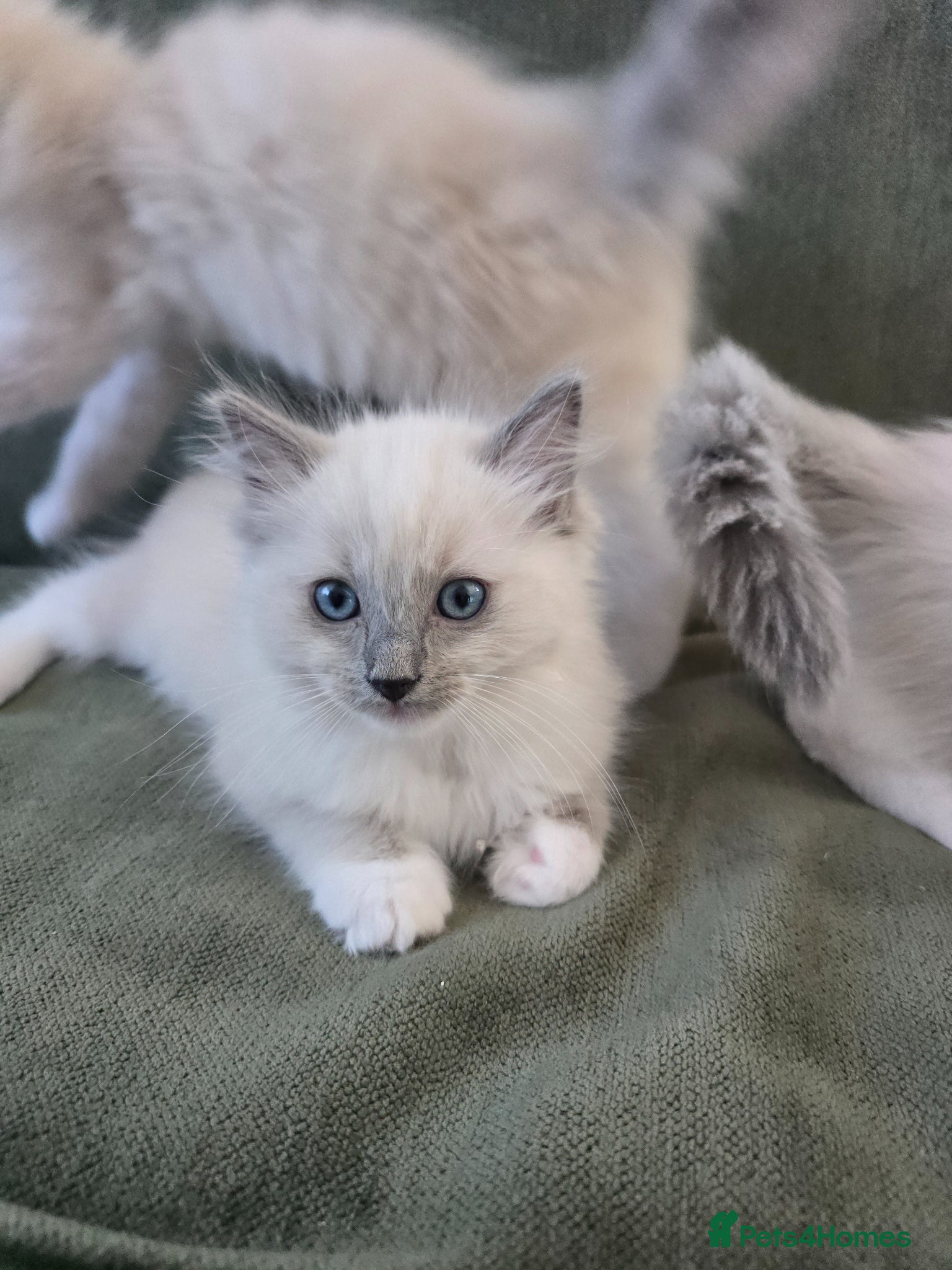 Ragdoll cats Ragdoll  - Advert 13