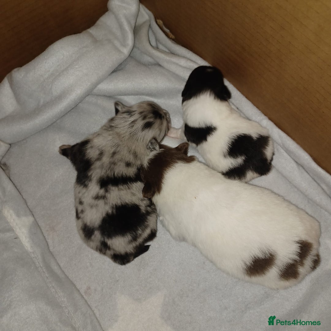 Pomeranian dogs for sale: Pomeranian - Advert 1