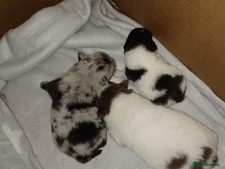 Pomeranian dogs Pomeranian - Advert 3