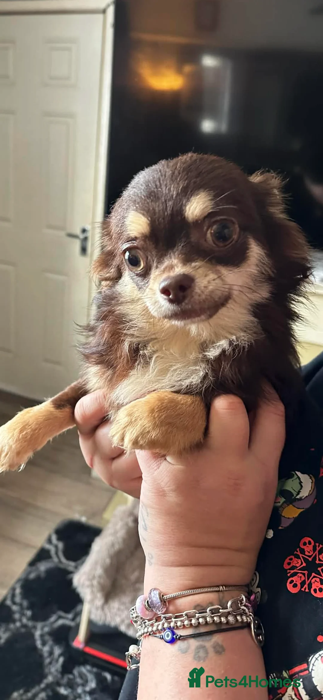 Chihuahua dogs for sale: Beautiful Chocolate Long Coat Female in Blackpool - Advert 2
