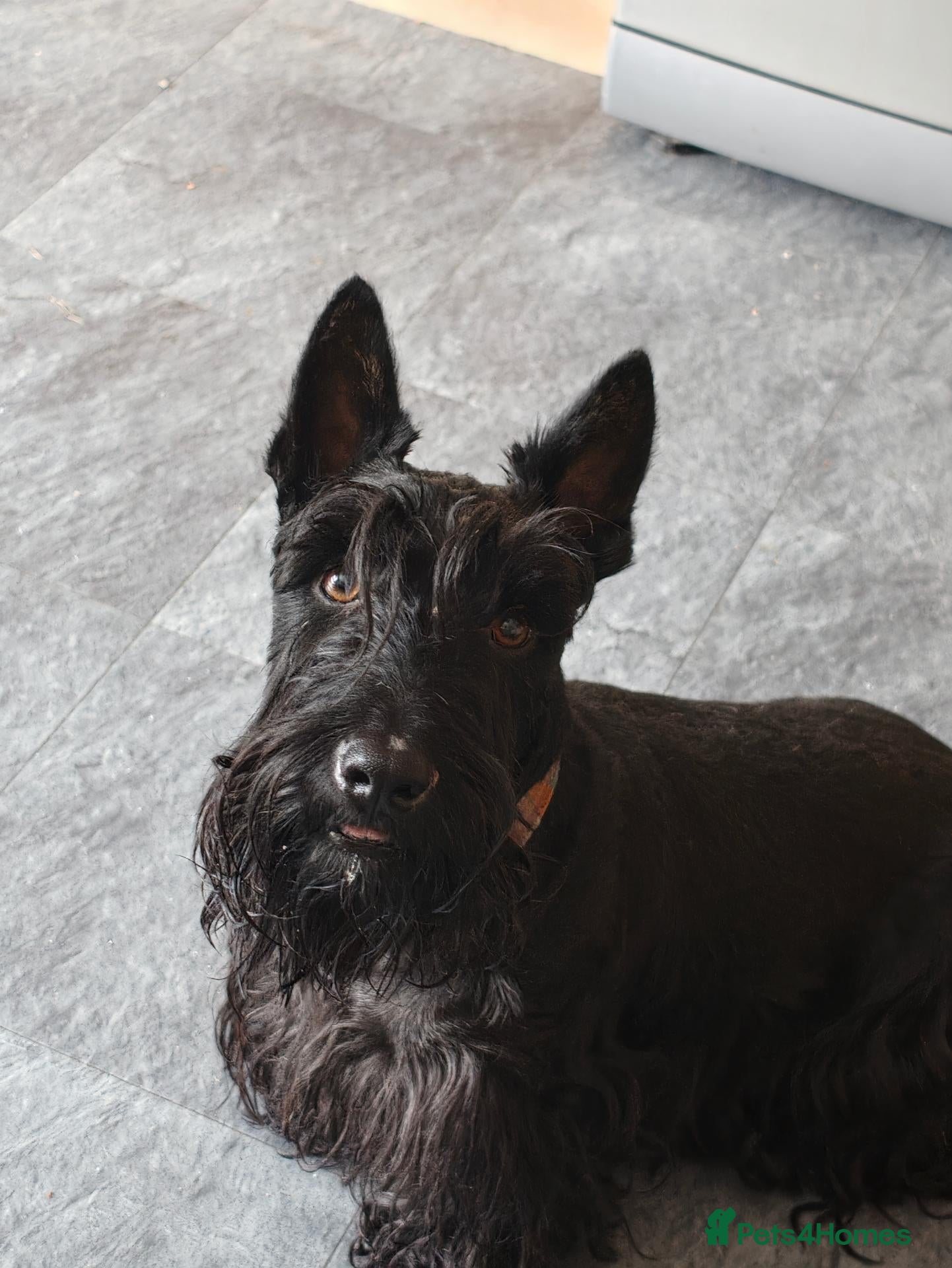 Scottish Terrier dogs Scottish terrier puppies  - Advert 3