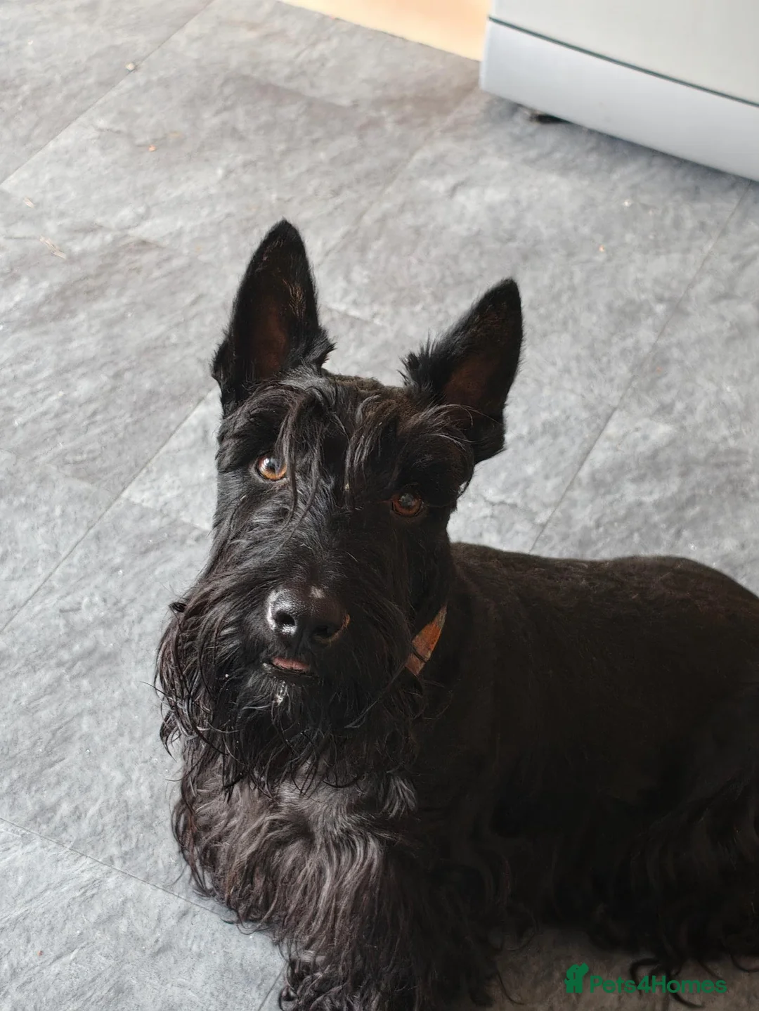 Scottish Terrier dogs for sale: Scottish terrier puppies  - Advert 1