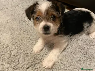 Shih Tzu dogs Lovely Shih Tzu cross puppies - Advert 2