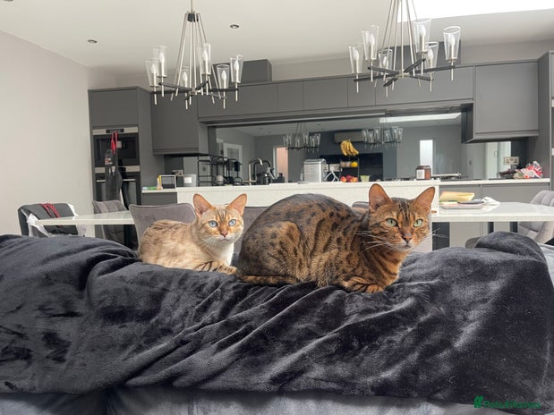 Bengal cats - Advert 2