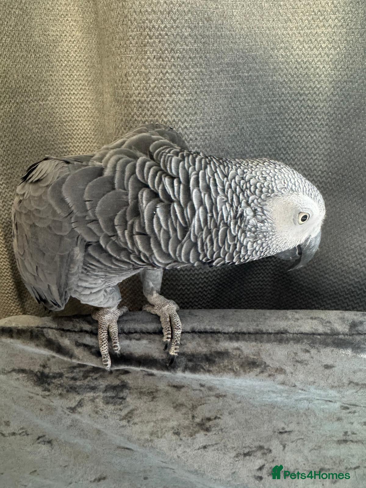 Parrots birds African Grey Parrot - Advert 13