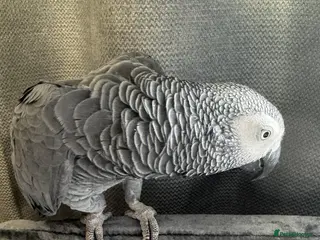 Parrots birds African Grey Parrot - Advert 13