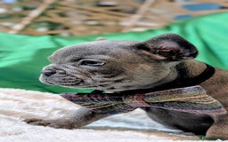 French Bulldog dogs for sale: Stunning French bulldog puppies 🐕 - Image 17