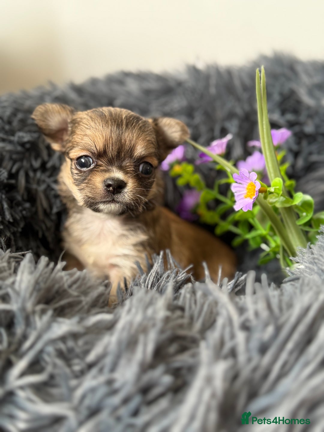 Chihuahua dogs for sale: Last show quality KC long coat Boy  - Advert 11