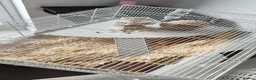 Hamster rodents for sale: Dwarf hamster with full setup and accessories  - Advert 3