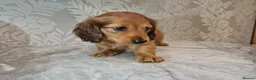 Miniature Dachshund dogs for sale: Superior Quality Miniature Dachshund Puppies in Plymouth - Advert 6