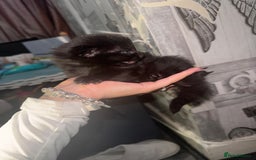 Mixed Breed cats for sale: 2 male 2 female beautiful kittens - Image 14